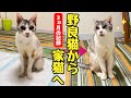 【3ヵ月の記録】ガリガリの野良猫を保護してから家族になるまで
