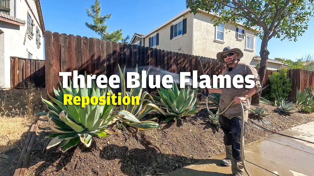 Repositioning three Agave Blue Flames upright to prevent them from falling over into the sidewalk