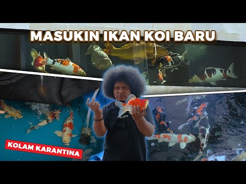 MASUKIN IKAN KOI SETELAH KARANTINA | BABE FISH