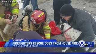 Ithaca firefighters save two dogs from house fire
