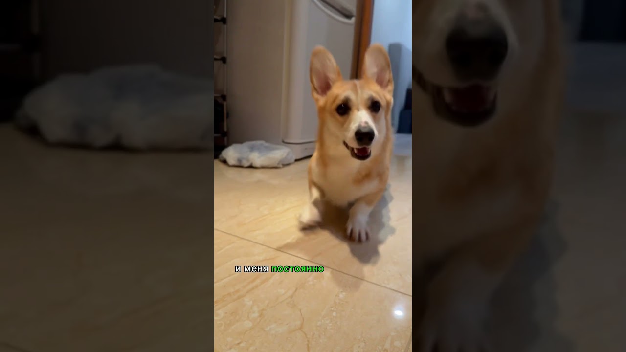 А КАКАЯ КОМАНДА ВАМ ПОНРАВИЛАСЬ БОЛЬШЕ? | #животные #корги #собаки #corgi