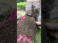 From Hedge to Hive: Moving a Bee Swarm