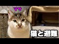 【猫と車中泊】冬の寒い夜に車に避難|自作キャンピングカーで猫と過ごす静かな夜|災害対策・防災に【EcoFlow DELTA3 Plus】