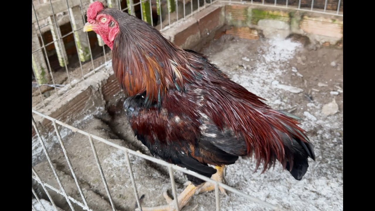 Than Lý trống Thái rặc & giao lưu bầy gà con Peru Mỹ | THẠNH LONG THÀNH