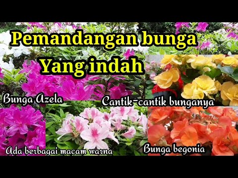 PEMANDANGAN BUNGA YANG INDAH