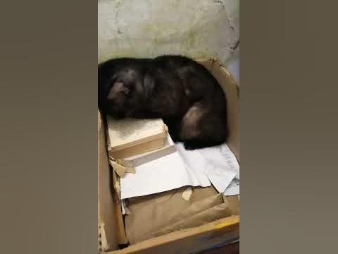 почему кошки любят спать в коробках#коробка#кошки#сон#курмлскийбабтеил ...