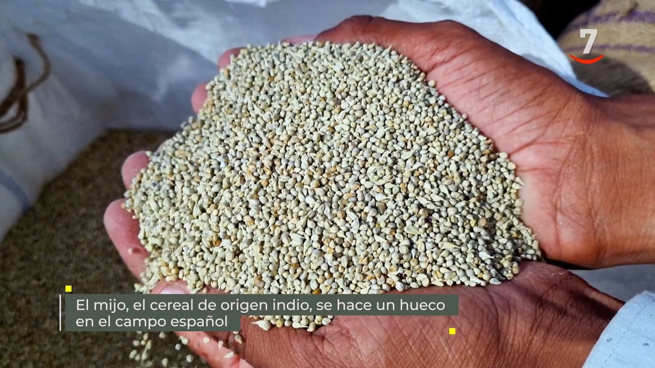 Flash El campo al día (20/03/2026): El mijo, cereal de origen indio, se mete en el mercado español