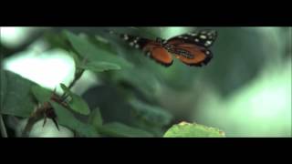 Abertura - "Borboleta" (BTV) screenshot 5