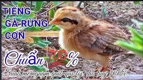 Suab me nguam qaib qus loj quaj. dib tuaj 100% || Tiếng gà rừng con lớn gọi mẹ chuẩn 100%