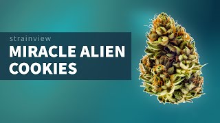 Miracle Alien Cookies - StrainView