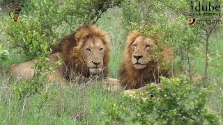 Male Lions Social Behaviour