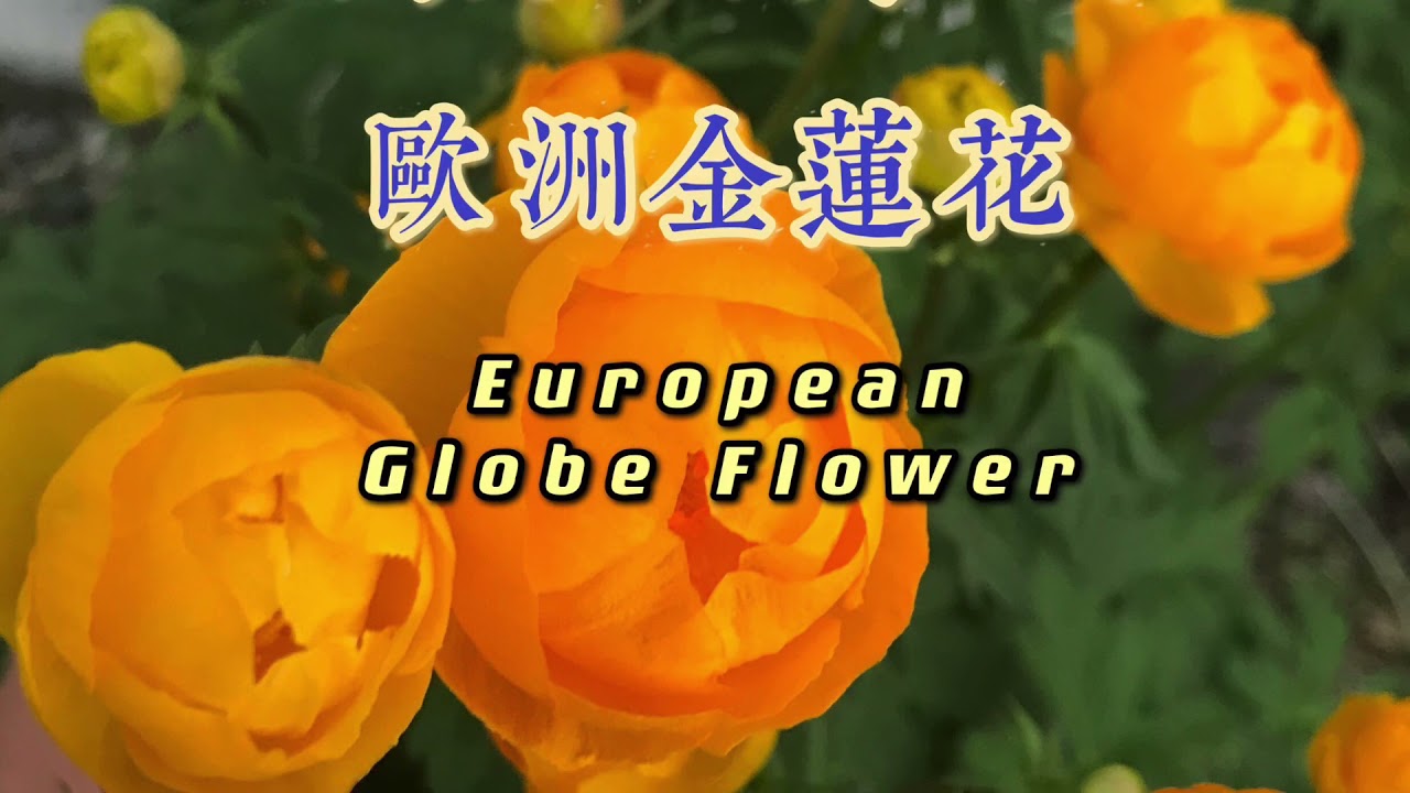 超高颜值 耐阴 耐寒 多年生的欧洲金莲花charming European Globe Flower Youtube