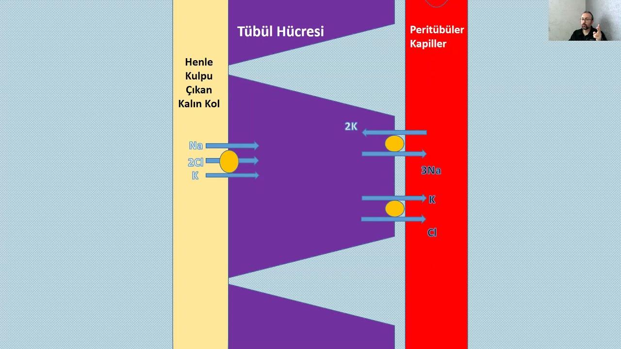 Böbreğin Vücuttaki Lokasyonu ve Renal Fizyoloji
