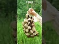 Who Gets It? These 6 Nut Shell Bell Sounds Work Better Than a Therapist! Don't Miss Out!#shorts