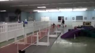 libbys first ever flyball lesson