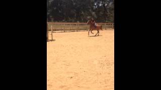 Otto Jumping 1.20m