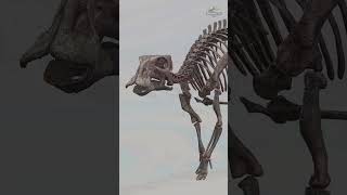 Gonkoken nanoi - Nuevo Dinosaurio hallado en Chile.