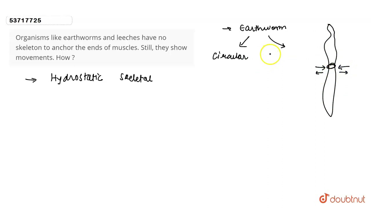 Organisms like earthworms andleeches have no skeleton to anchor the ends of muscles. Still, they...