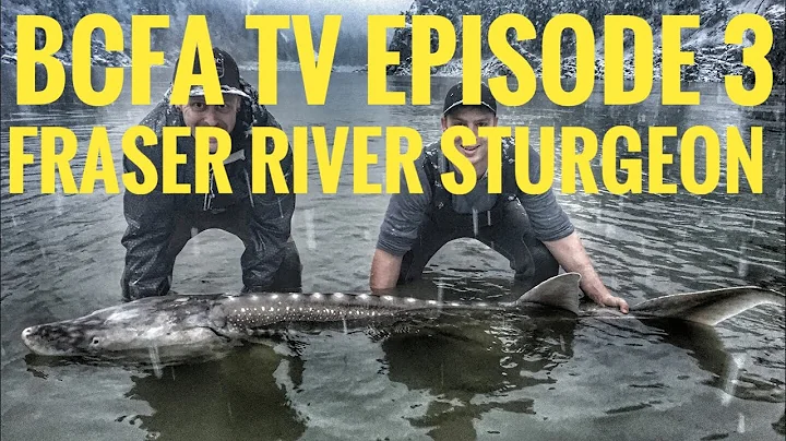 BC Fishing Addicts Episode 3 - Fraser River Sturgeon Fishing