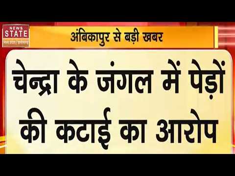 Chandra Jungle Trees Cutting : चेन्द्रा के जंगल में पेड़ों की कटाई का आरोप | Ambikapur | MP