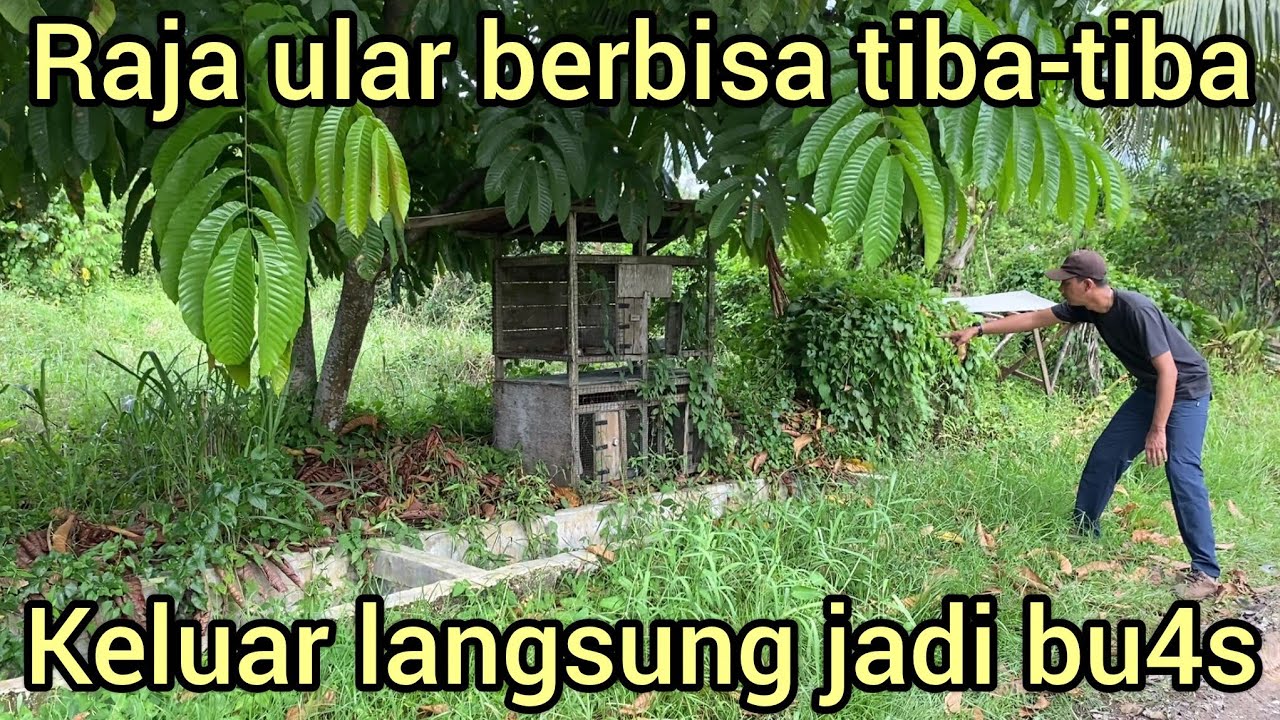 RAJA ULAR TERBESAR DARI DAMKAR INI TIBA-TIBA JADI BU4S TAK BISA DI KENDALIK4N