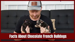 Facts About Chocolate French Bulldogs