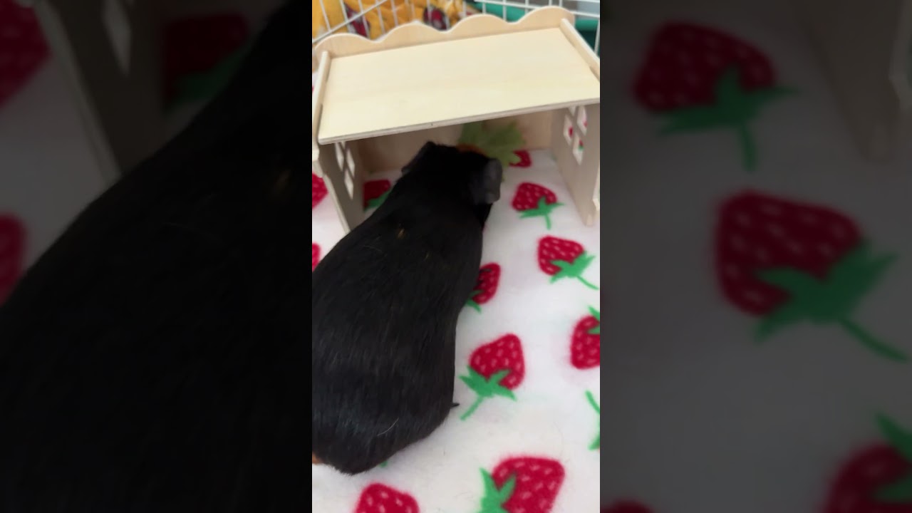 Bifeaw Small Animal Habitat Hideaway Review  