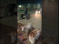 🙏हनुमान मंदिर में अद्भुत नज़ारा! भक्तों के साथ आरती देखते नन्हे बछड़े। 🙏🐮✨