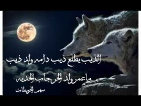 الذيب يطلع ذيب دامى ولد ذيب