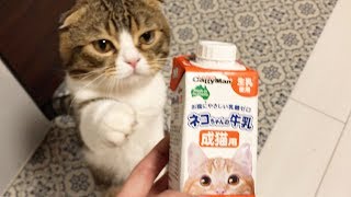 久々の猫ちゃん用ミルク！ぽこ太郎は気にいるかな？【スコティッシュフォールド】【Scottish Fold】