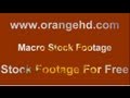 Macro stock footage  free stock  orange.com