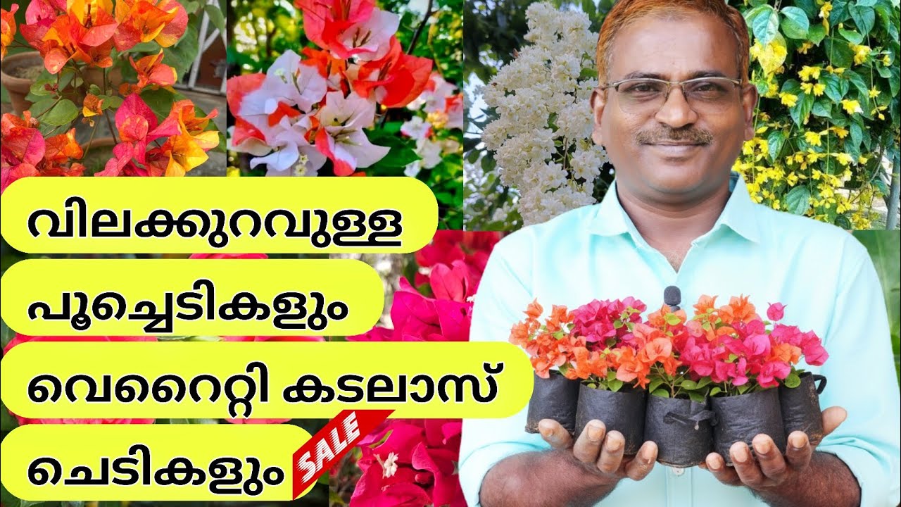 🪻🏵️നിങ്ങൾ ആഗ്രഹിച്ച കടലാസ് പൂച്ചെടികളും Flowering ചെടികളും affordable price #evergreen_media_vlog