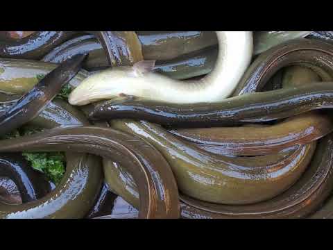 <strong>Real</strong> Eel Fisherman&amp;#39;<strong>s</strong> Eel Trap. Amazing Eel Trap Catching