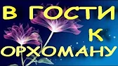 Орхидеи,узамба́рские фиалки,Самара🌺