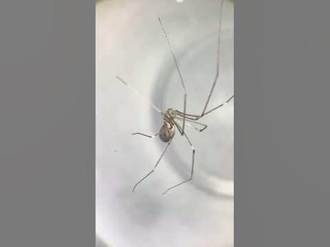 Daddy Longlegs Risk Lifeand Especially Limbto Survive