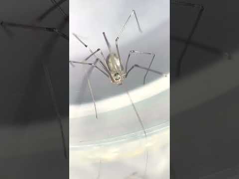 The World's Smallest Spider: A Microscopic Mystery Unveiled