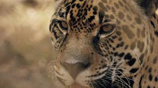 “El jaguar, el guardián de los bosques de Panamá” Fundación Yaguará Panamá