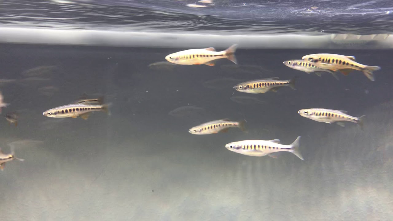 devario auropurpureus