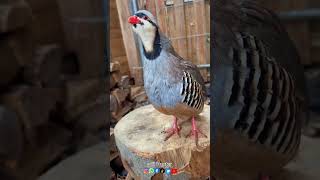 Chukar Partridge Keklik Sound #shorts