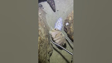 Deep sea moments with rare ocean animals ✨ #ScubaDiving #MarineCreatures #UnderwaterWorld #SeaLife