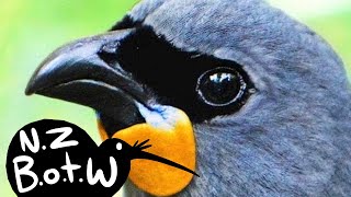 South Island kōkako - New Zealand Bird of the Week by Henry the PaleoGuy 3,881 views 9 months ago 7 minutes, 50 seconds