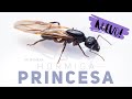 HA NACIDO LA PRINCESA HORMIGA! LLevo 3 años esperando esto 😱 | Messor barbarus