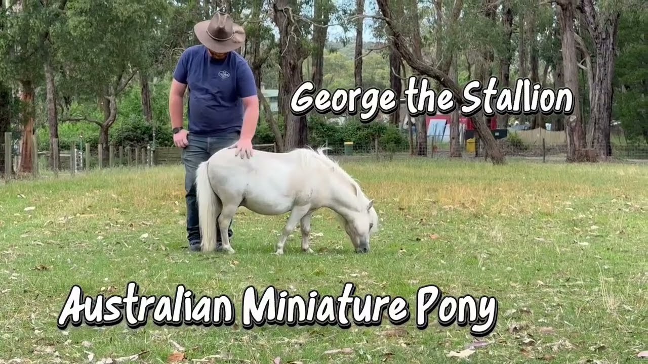Australian Miniature Ponies