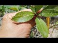 M20 gl cây đào bánh xe 550k LH 0707713796 Khương bonsai 