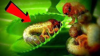 6 Plants That Eat Animals। Carnivorous Plants । Dangerous Carnivorous Plants That Eat Animals