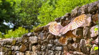 Bing 2015 06 09 Barn Owl