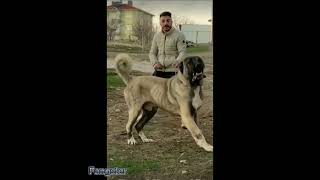 Kangal dog full transformation