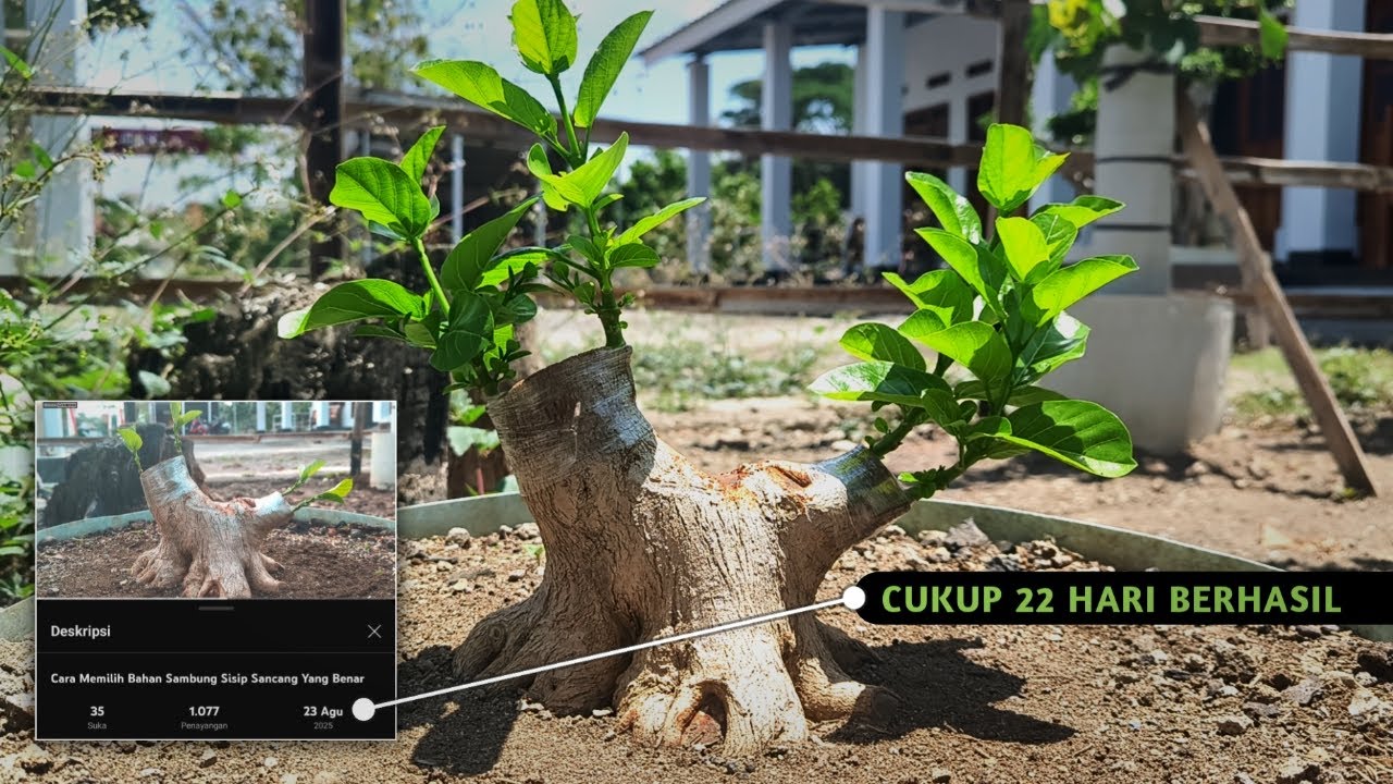 Секрет гарантированно успешной имплантации методом Санцан