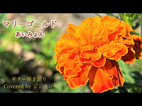 【弾き語り】あいみょん - マリーゴールド【cover】