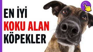 Mükemmel derecede iyi koku alan köpekler | Hayvanlar Alemi | Aklında olsun